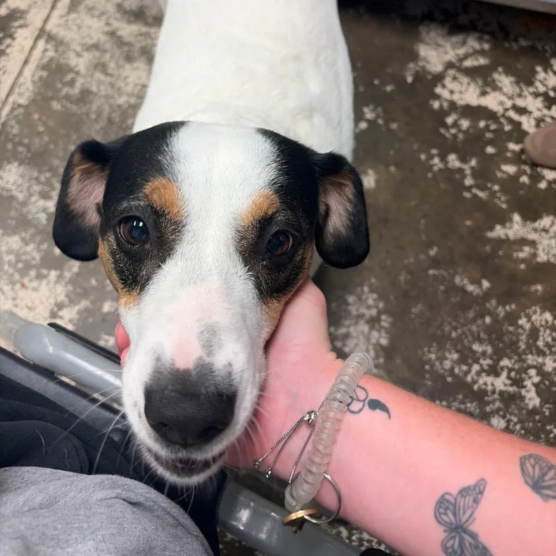 Pepper thumbnail 3