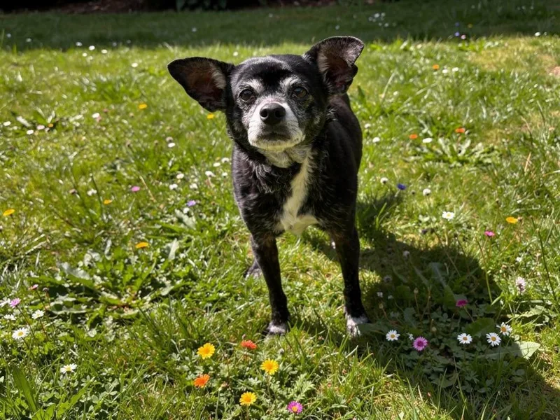 Chico Lou thumbnail 2