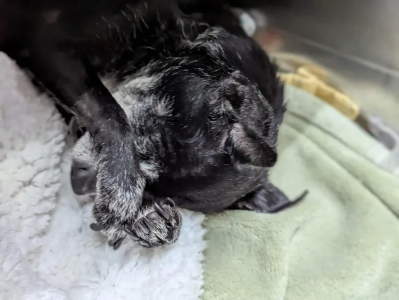 Chico Lou thumbnail 3