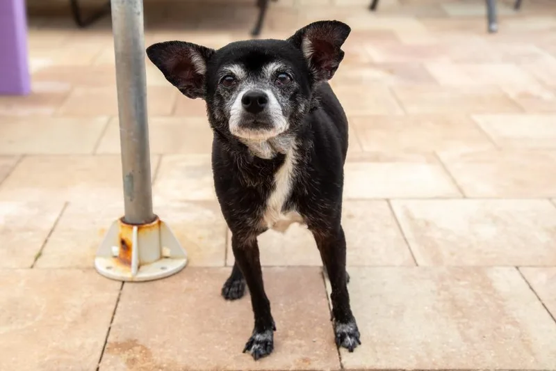Chico Lou thumbnail 4