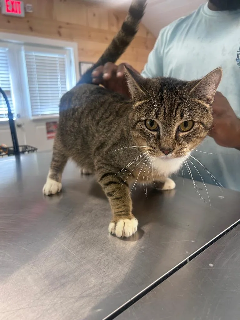 A young medium-sized male Domestic Short Hair cat named Loki for adoption in Cumming, GA