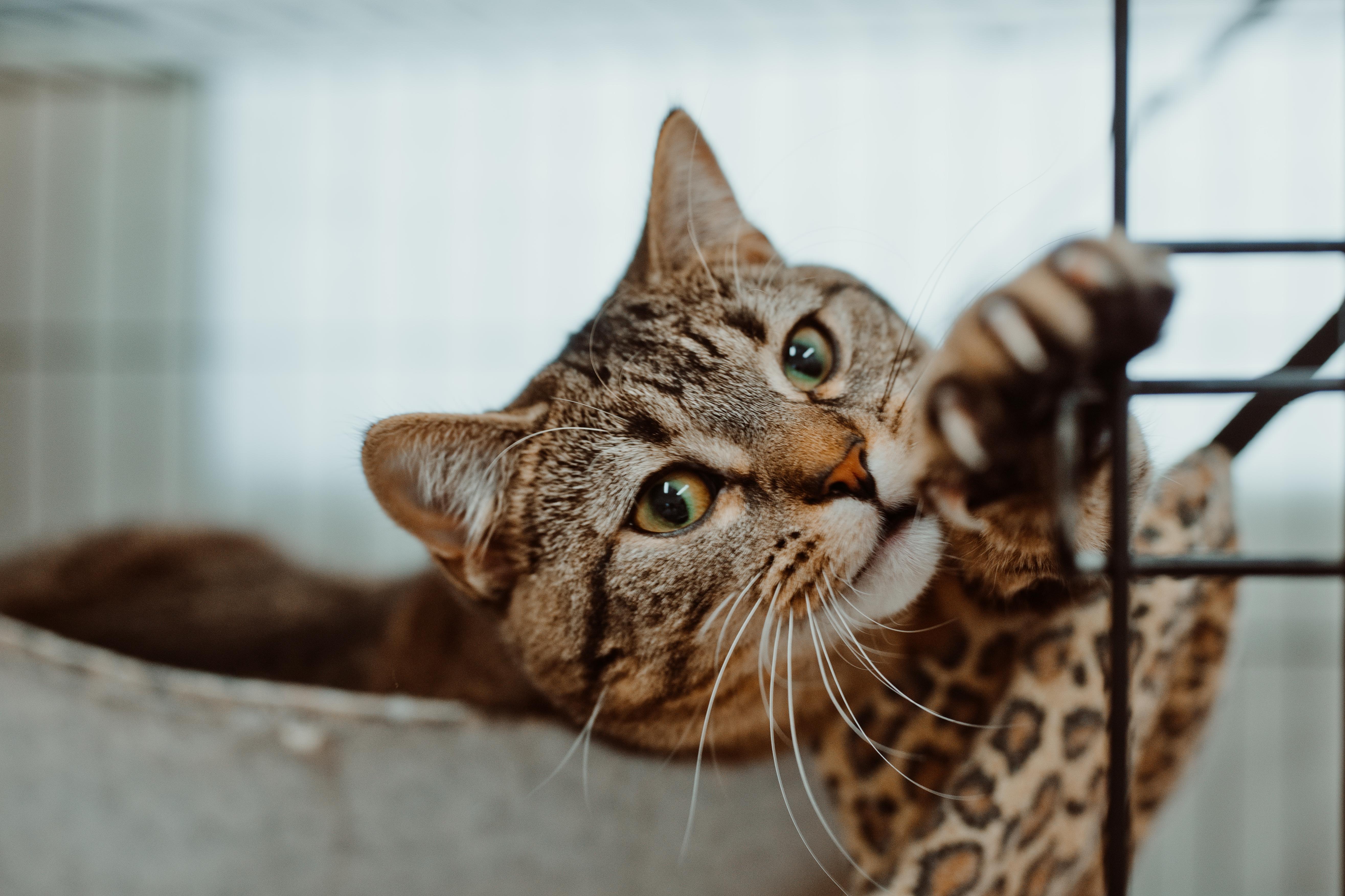 An adult medium-sized female Domestic Short Hair cat named Jude for adoption in Le Mars, IA