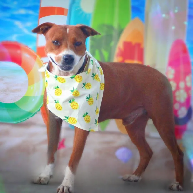 Captain Jum thumbnail 2