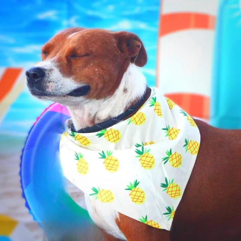 Captain Jum thumbnail 3