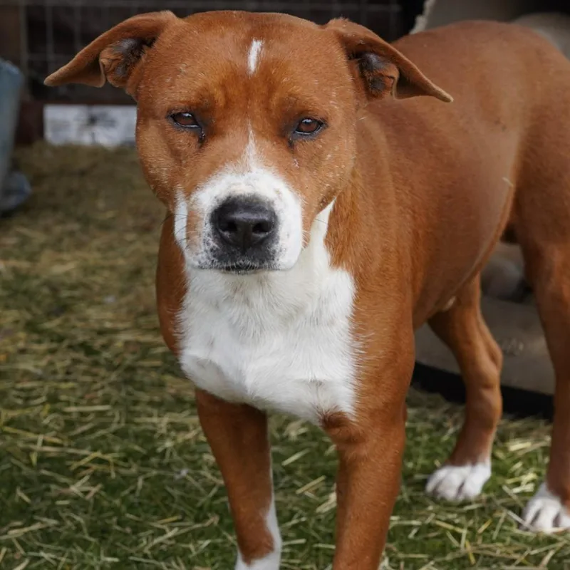 Captain Jum thumbnail 4