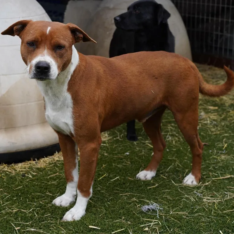 Captain Jum thumbnail 5