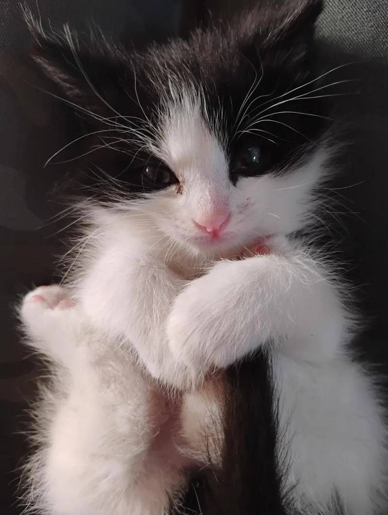 A baby medium-sized male White Domestic Medium Hair cat named Nerissa for adoption in Fruit Heights, UT
