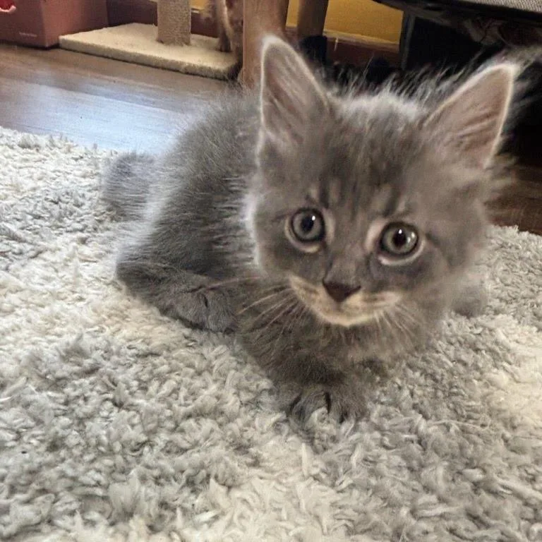 A baby small-sized male Domestic Medium Hair cat named Venti for adoption in Newport News, VA