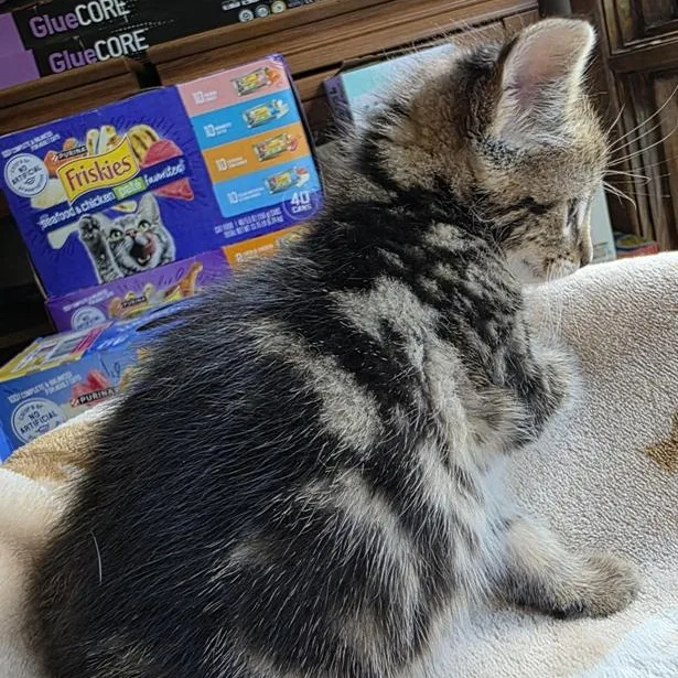 A baby medium-sized male Tabby (Brown / Chocolate) Domestic Short Hair cat named Squiggy for adoption in Johnson City, TN