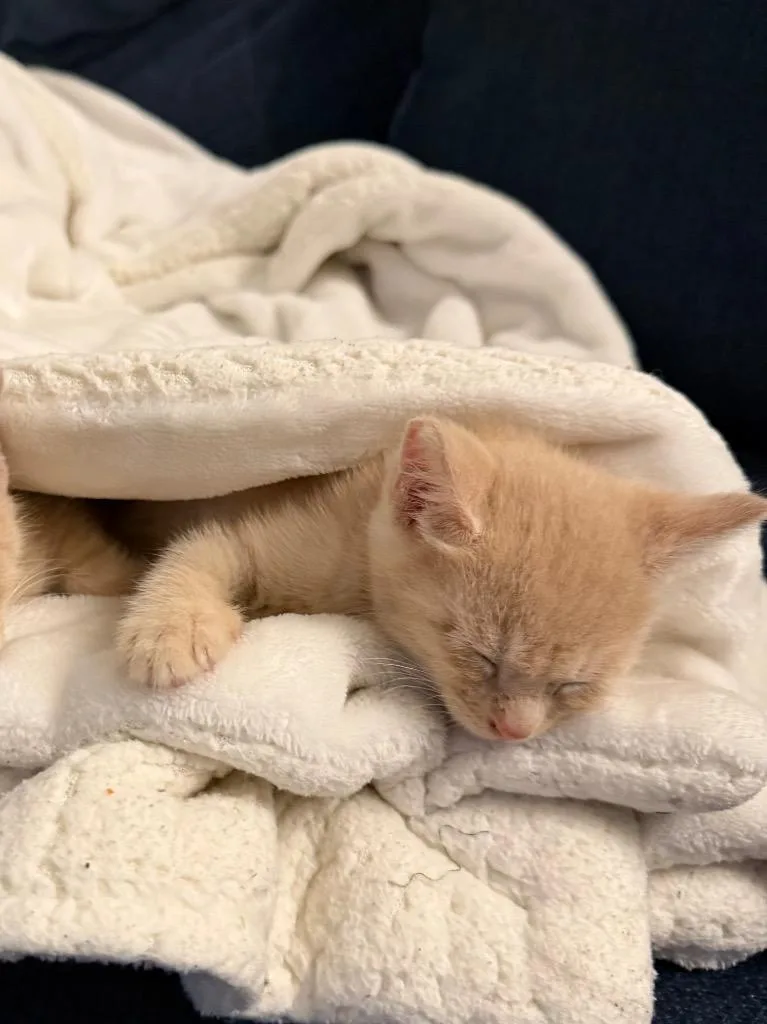 A baby medium-sized male Domestic Short Hair cat named Duncan for adoption in San Antonio, TX