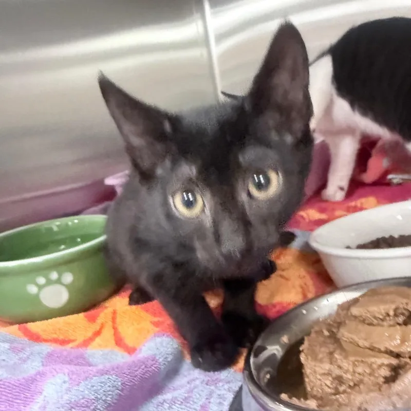 A baby small-sized female Black Domestic Short Hair cat named Lettuce for adoption in Jupiter, FL