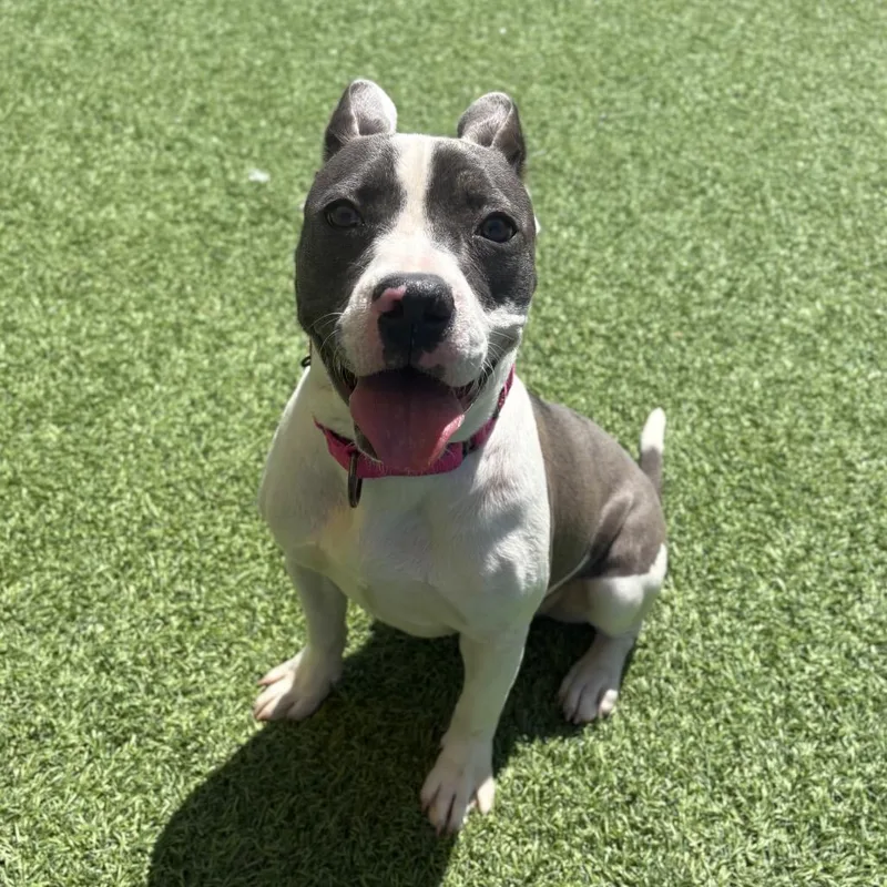 A young small-sized female White / Cream Boston Terrier dog named Star for adoption in Batavia, OH