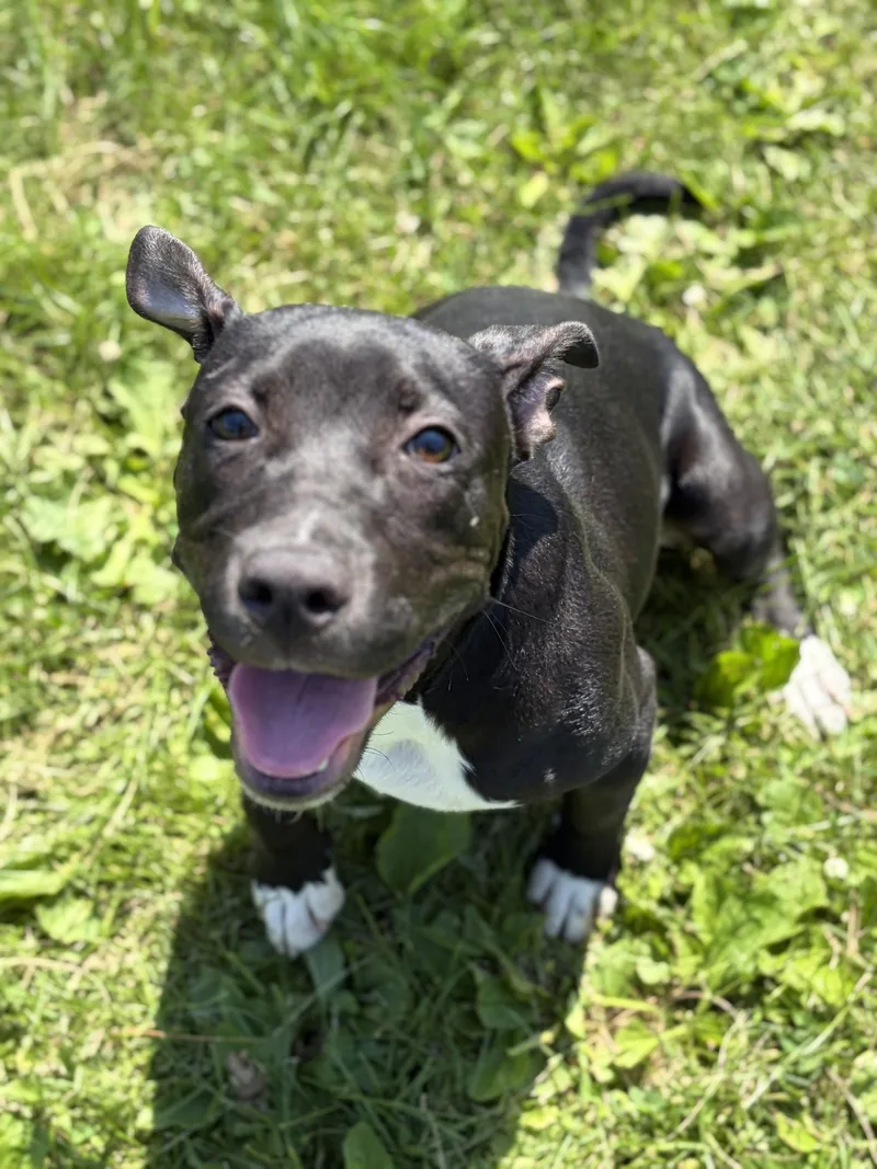 A young medium-sized female Pit Bull Terrier dog named Willee for adoption in Jefferson, WI