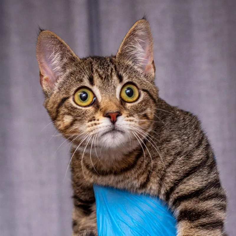 A baby small-sized female Gray / Blue / Silver Domestic Short Hair cat named Bayla for adoption in Hattiesburg, MS