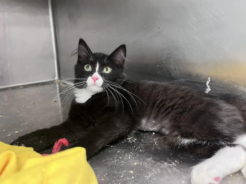 A baby medium-sized female Black & White / Tuxedo Domestic Medium Hair cat named Zelda for adoption in Carrollton, GA