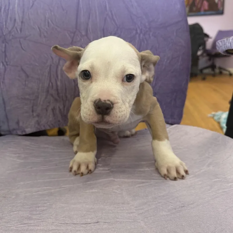 Mr Monaco Hash Brown thumbnail 2