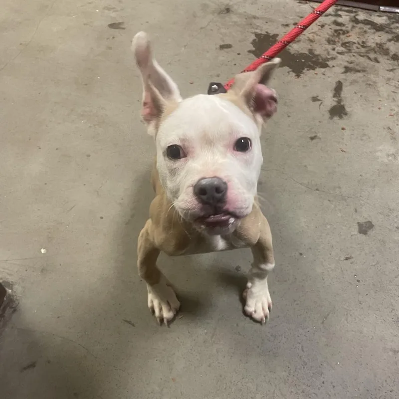 Mr Monaco Hash Brown thumbnail 3