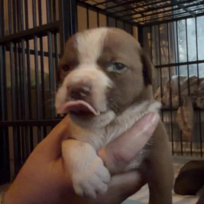 A baby medium-sized male Yellow / Tan / Blond / Fawn Shih Tzu dog named Wilder for adoption in Pittsburg, KS