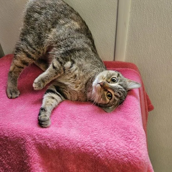 An adult small-sized female Domestic Short Hair cat named Peaches for adoption in Des Moines, IA
