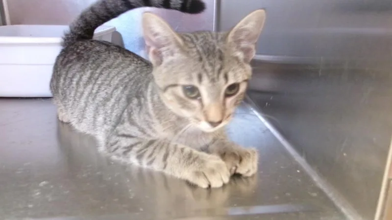 A baby medium-sized male Domestic Short Hair cat named T for adoption in Winslow, AZ
