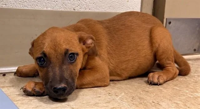 A baby small-sized male Boxer dog named Cypress for adoption in Statesville, NC