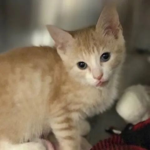 A baby small-sized female Orange / Red Domestic Short Hair cat named Kataya for adoption in West Palm Beach, FL