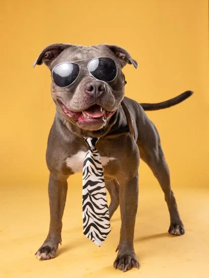 An adult large-sized male Mixed Breed dog named Marshmallow for adoption in Atlanta, GA