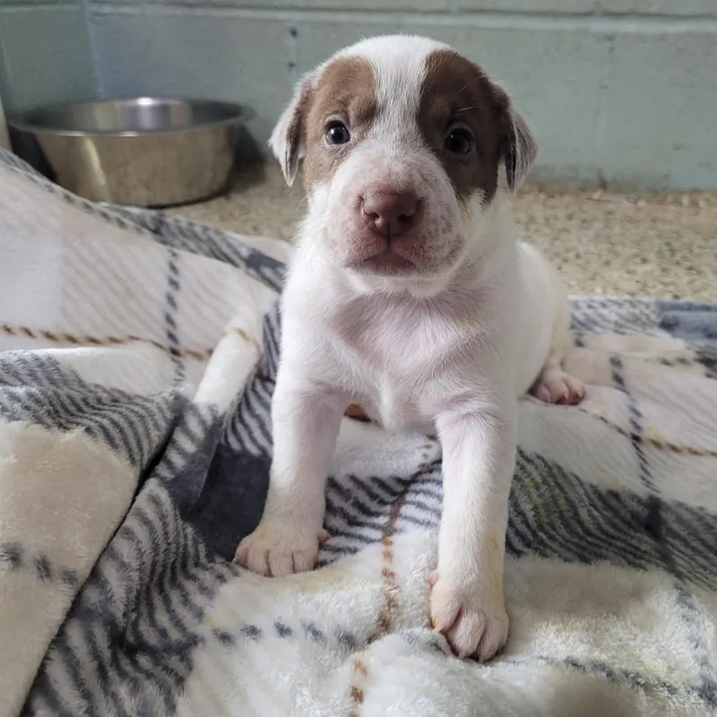 A baby medium-sized female Apricot / Beige Mixed Breed dog named Larissa for adoption in LOXAHATCHEE, FL
