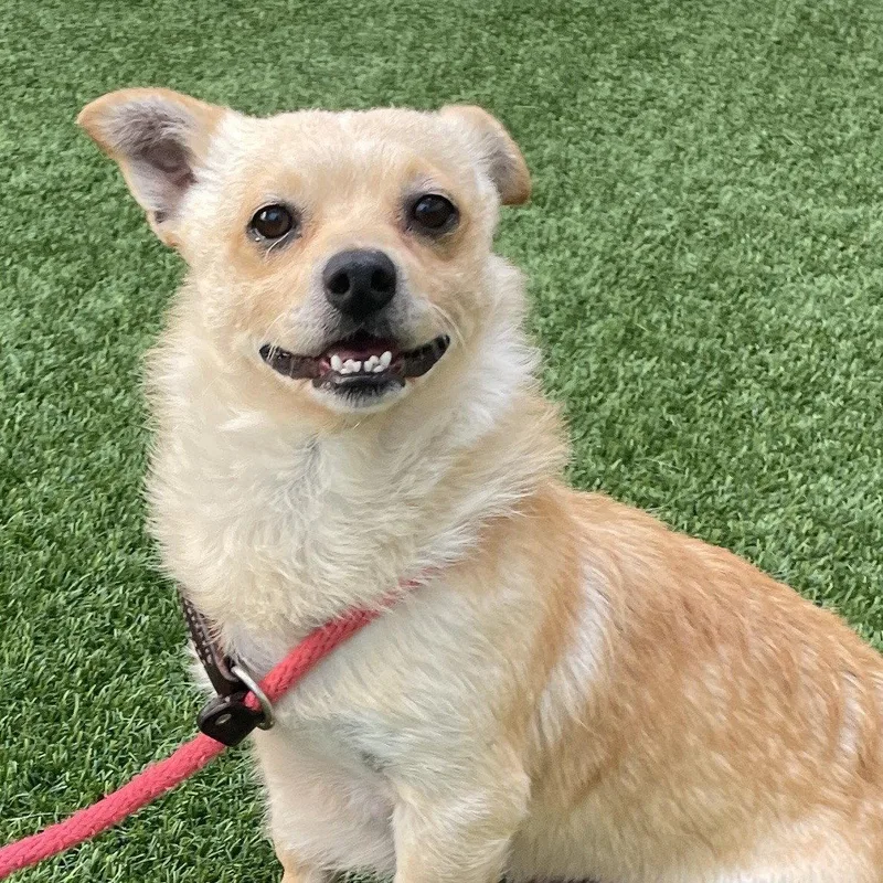 An adult small-sized male Chihuahua dog named Nuggs for adoption in Burlingame, CA