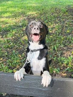 A young medium-sized male Black Mixed Breed dog named Presley for adoption in Schaumburg, IL