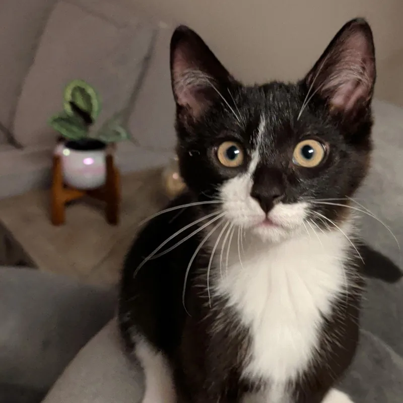 A baby medium-sized female Black Domestic Short Hair cat named Mica for adoption in Washington, PA
