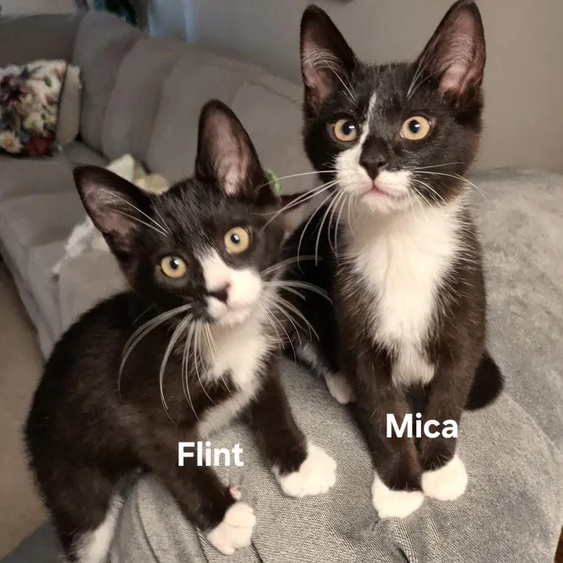 Mica thumbnail 2