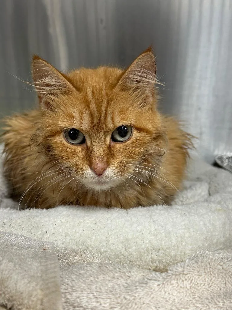 A young medium-sized female Domestic Short Hair cat named Ginger Rogers for adoption in Jonesboro, AR