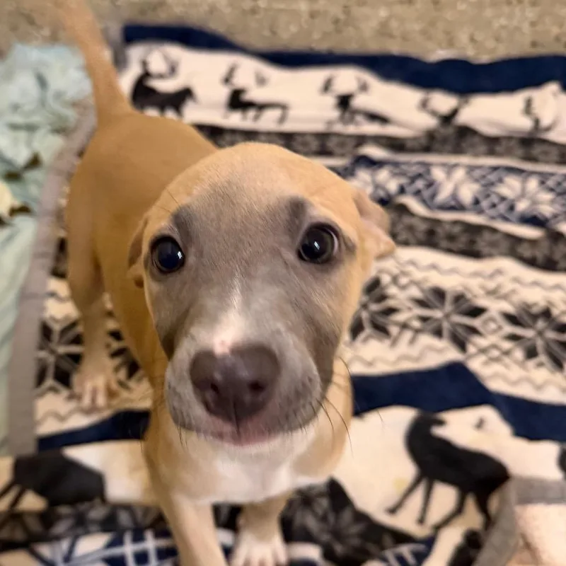A baby small-sized female Yellow / Tan / Blond / Fawn Mixed Breed dog named Druid for adoption in Pensacola, FL