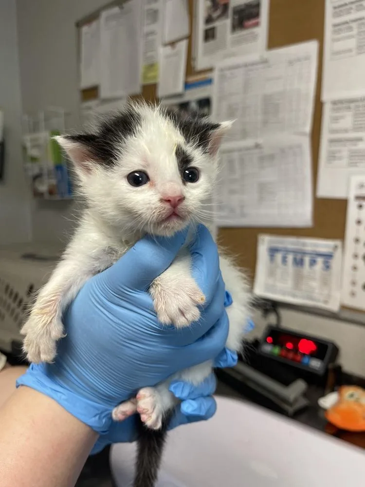 A baby medium-sized male Black & White / Tuxedo Domestic Short Hair cat named Timothy for adoption in Bolivar, MO