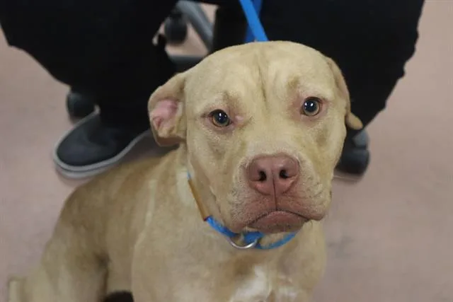 A young medium-sized female Mixed Breed dog named Tilly for adoption in Columbia, SC