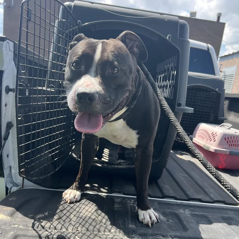 An adult medium-sized male Black Mixed Breed dog named Chamberlain for adoption in Lake Jackson, TX