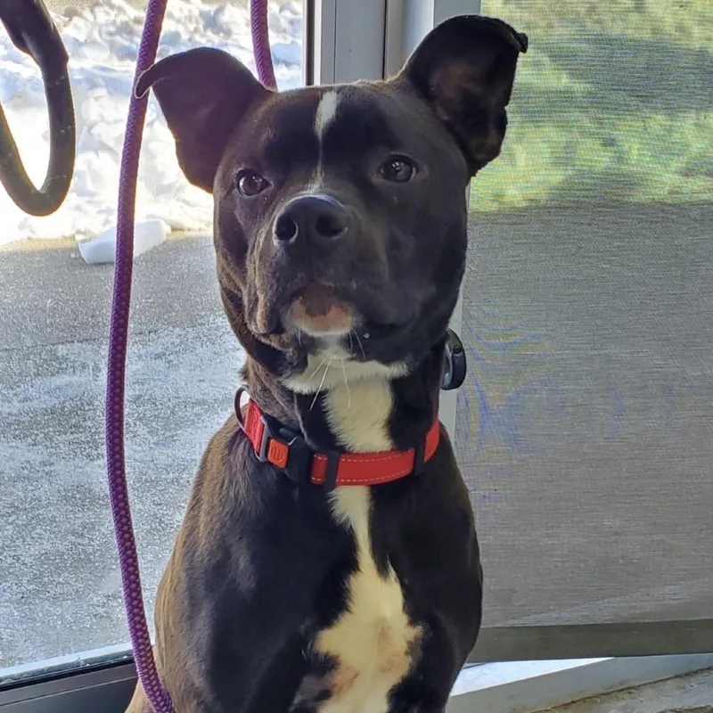 An adult small-sized male Pit Bull Terrier dog named Buster for adoption in Newark, NJ