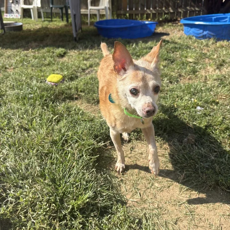 A senior small-sized male Brown / Chocolate Chihuahua dog named Jax for adoption in Shawnee, KS