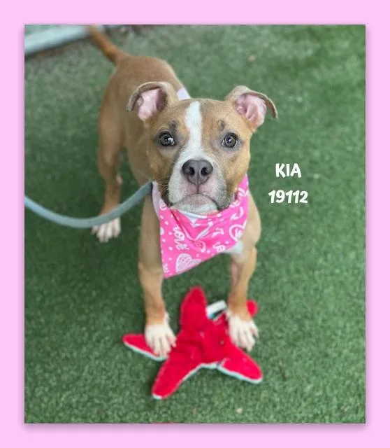 Kia thumbnail 3