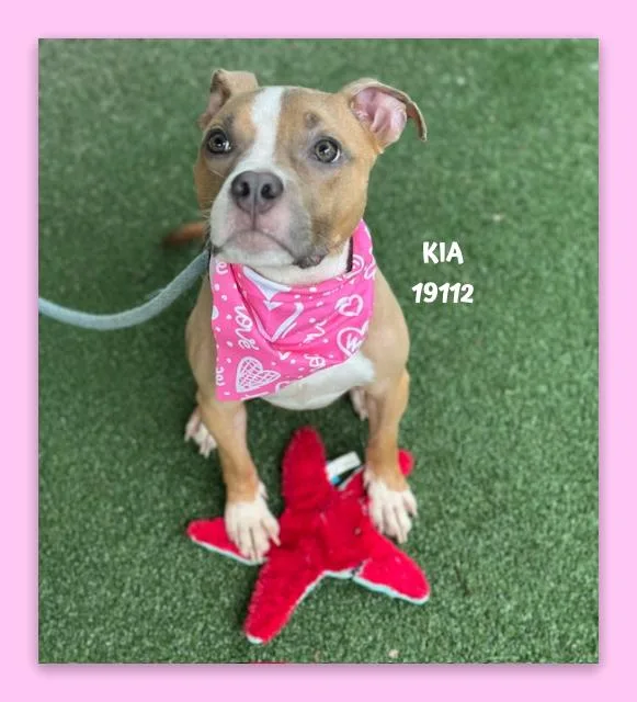 Kia thumbnail 4