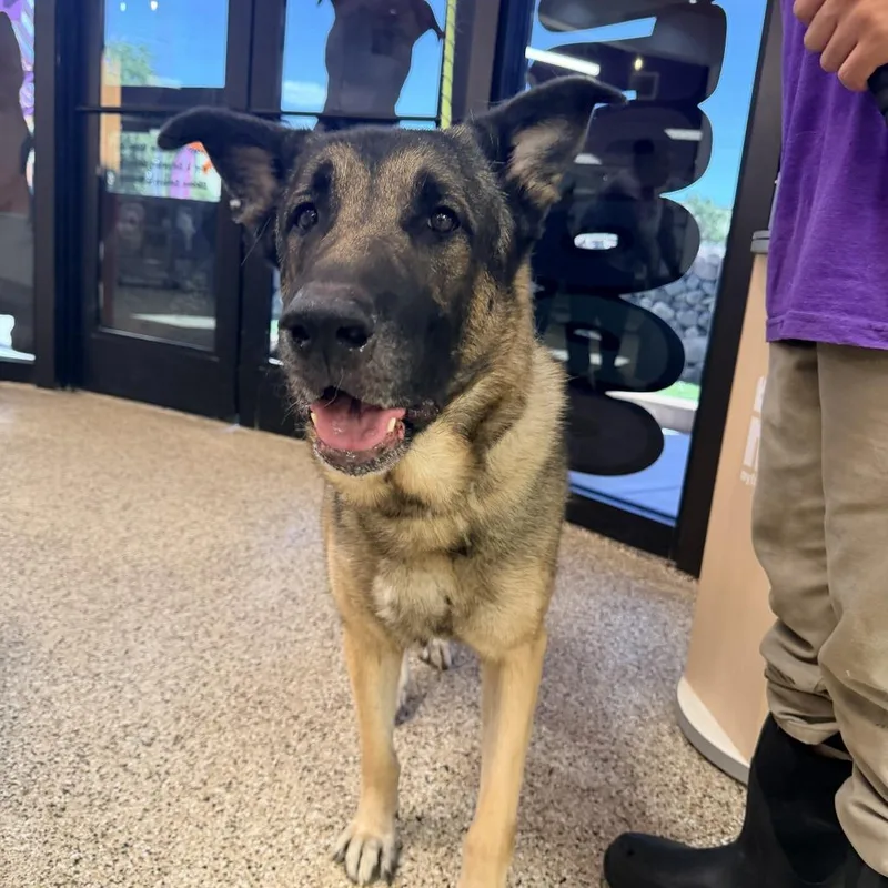 A senior large-sized male German Shepherd Dog dog named Howel for adoption in Bullhead City, AZ