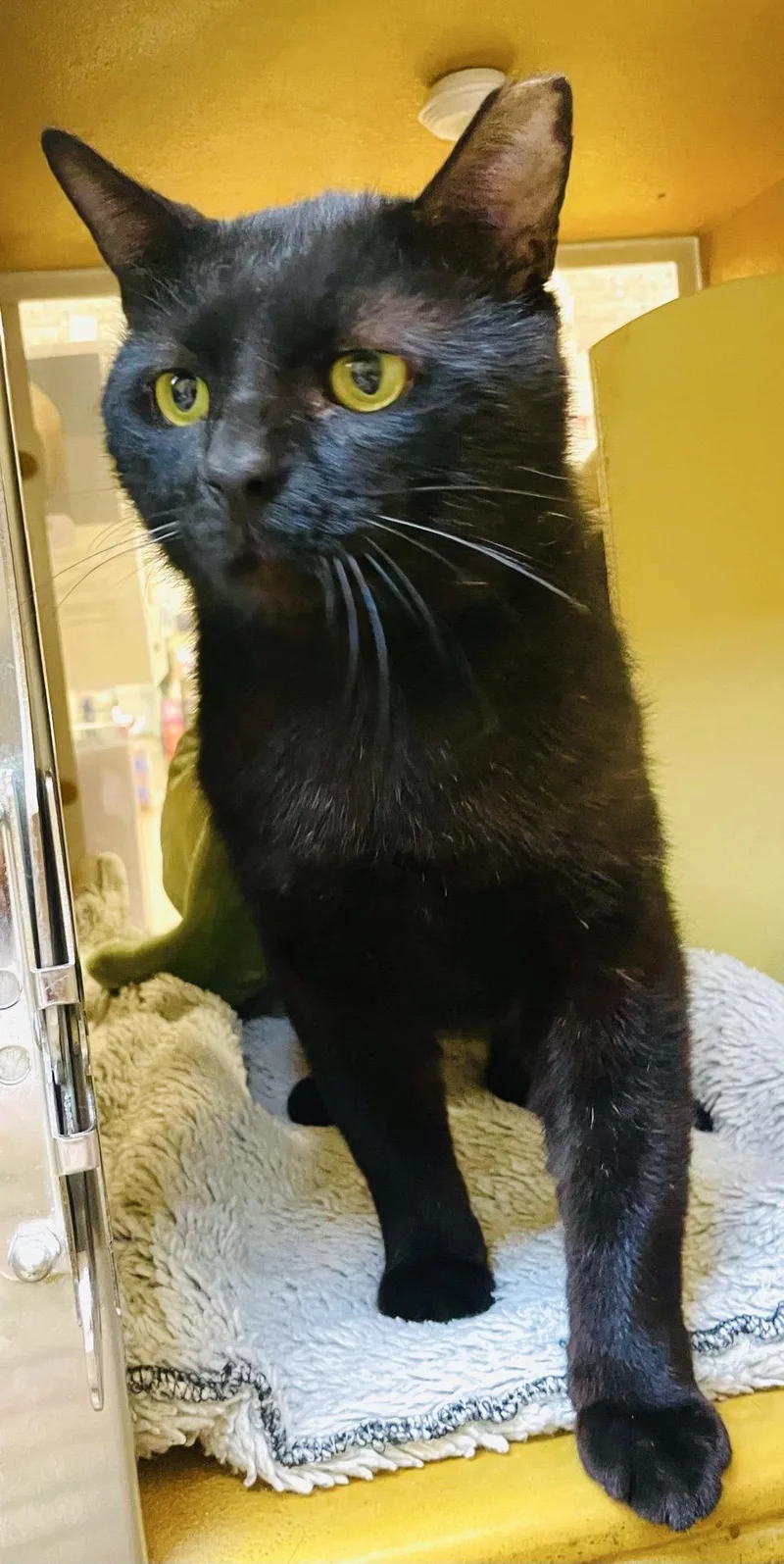 An adult medium-sized male Black Domestic Short Hair cat named Sugar Ray for adoption in Austin, TX