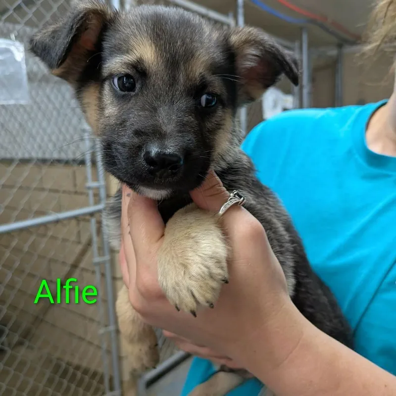 A baby small-sized male Yellow / Tan / Blond / Fawn German Shepherd Dog dog named Alfie for adoption in Greenville, PA