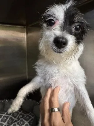 An adult small-sized female Shih Tzu dog named DeVille for adoption in New Orleans, LA
