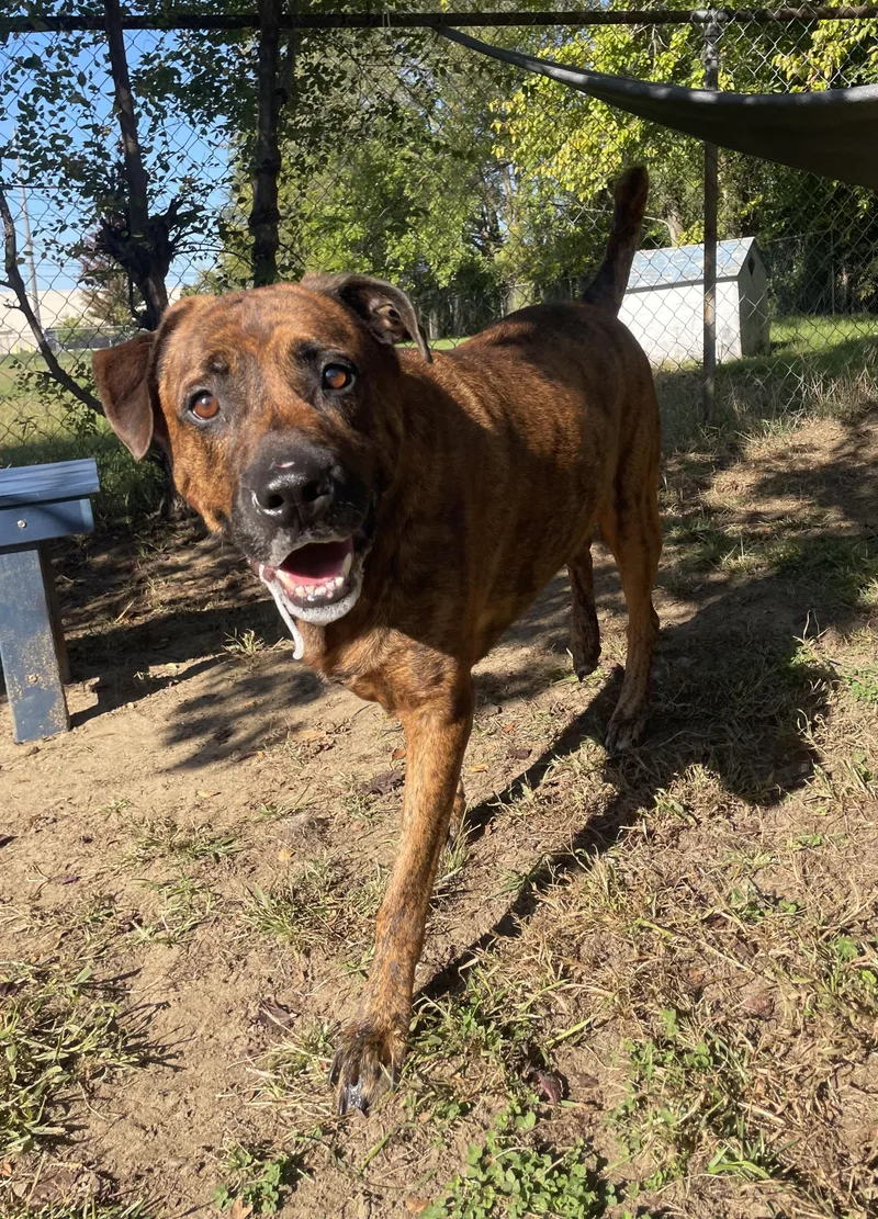 An adult large-sized male Brindle Mixed Breed dog named Brutus for adoption in Mishawaka, IN