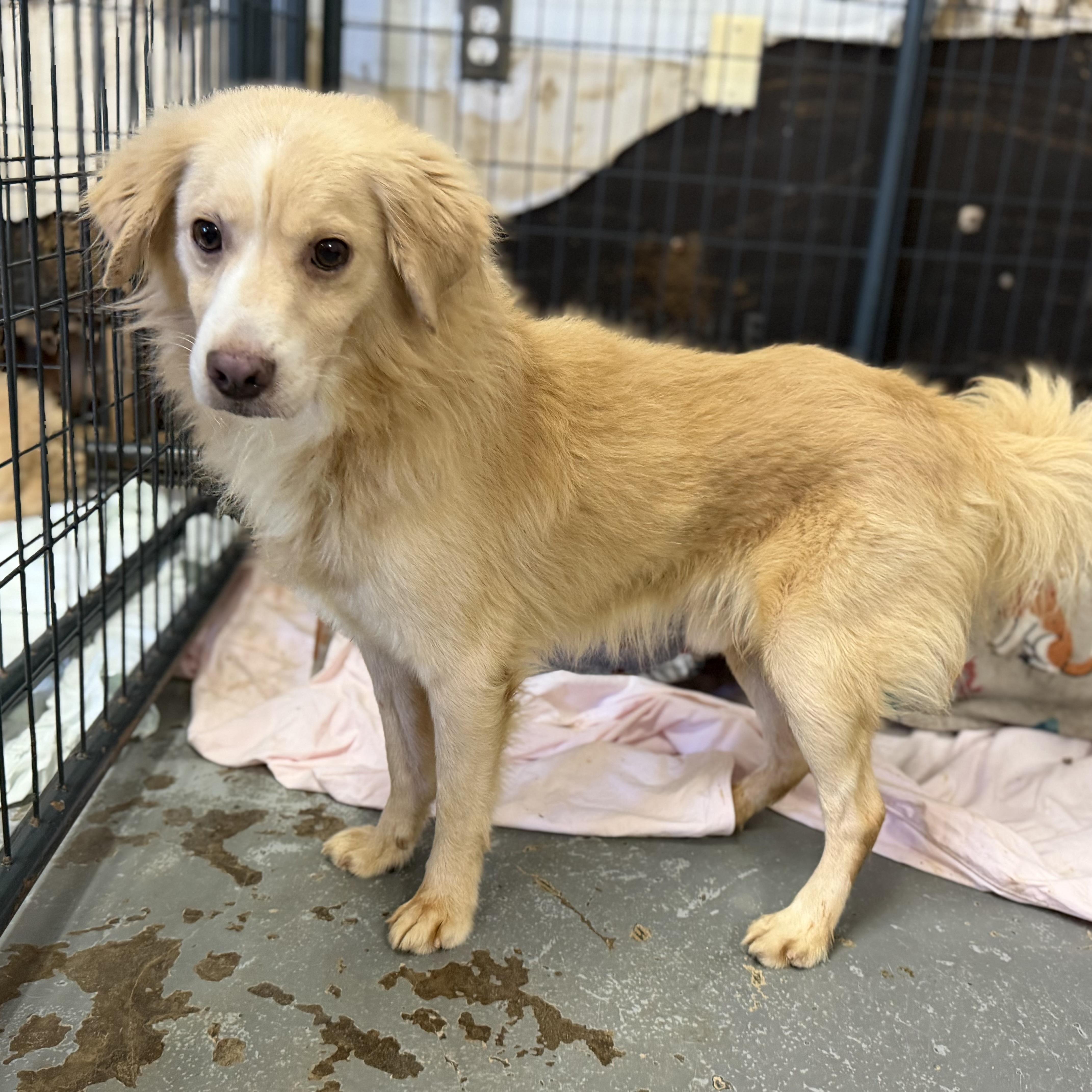 An adult small-sized male Mixed Breed dog named Pappy for adoption in Columbia, SC