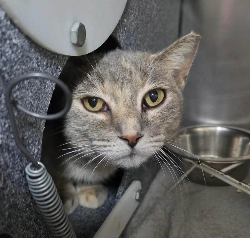 An adult medium-sized female Gray / Blue / Silver Domestic Short Hair cat named Bread Pudding for adoption in Plover, WI