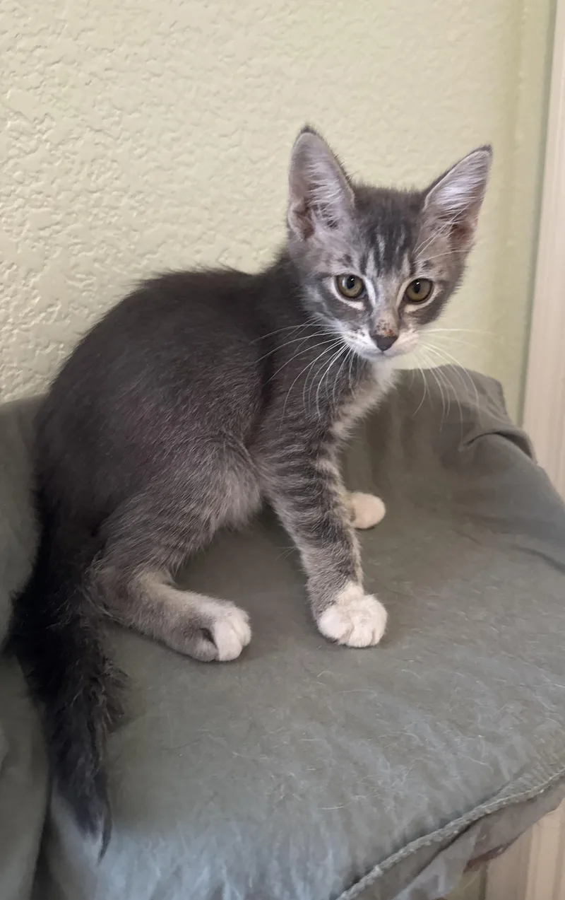 A baby medium-sized male Gray & White Domestic Short Hair cat named Jimmy for adoption in Las Vegas, NV