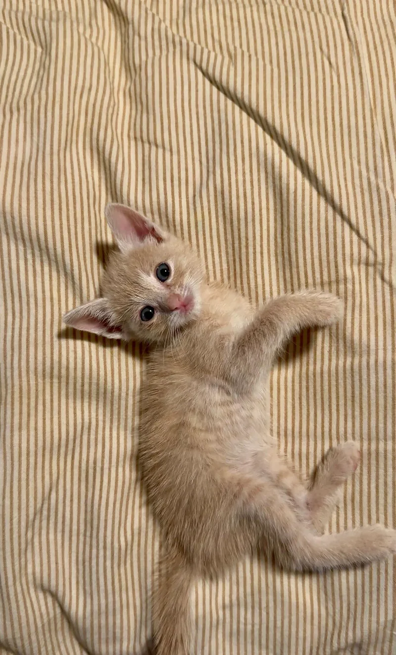 A baby small-sized female Domestic Short Hair cat named Magnolia for adoption in Long Beach, CA